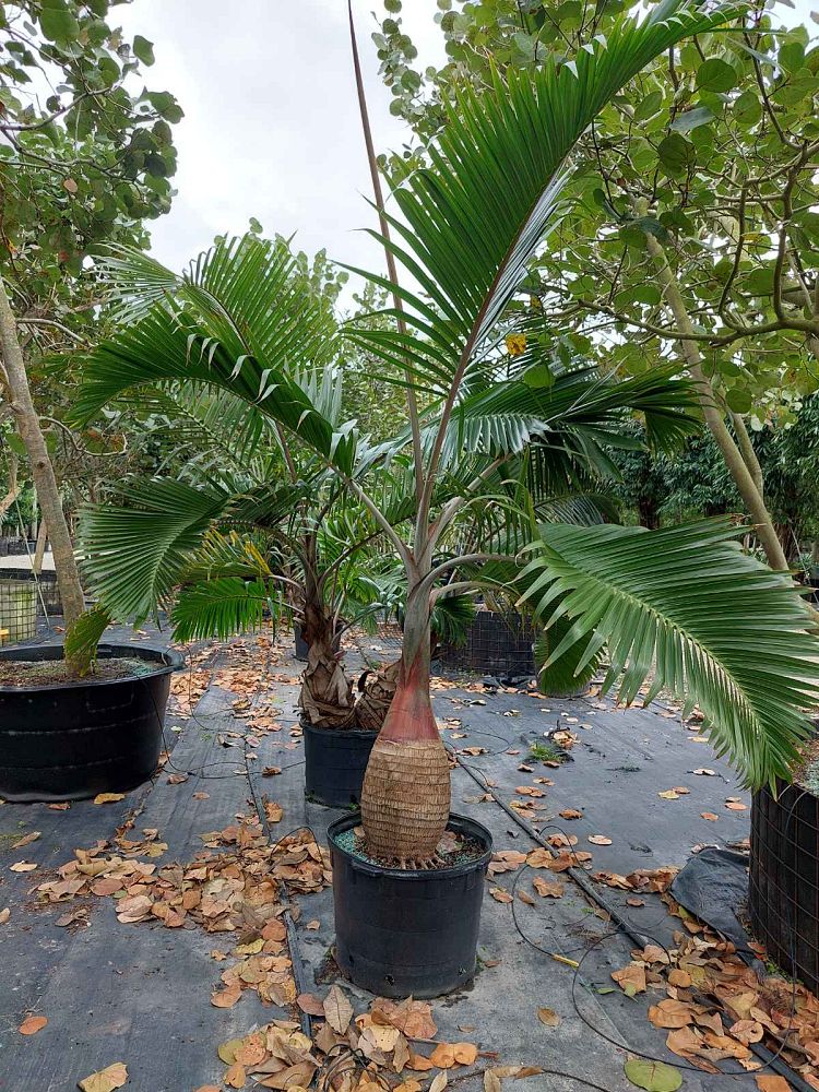 hyophorbe-lagenicaulis-bottle-palm