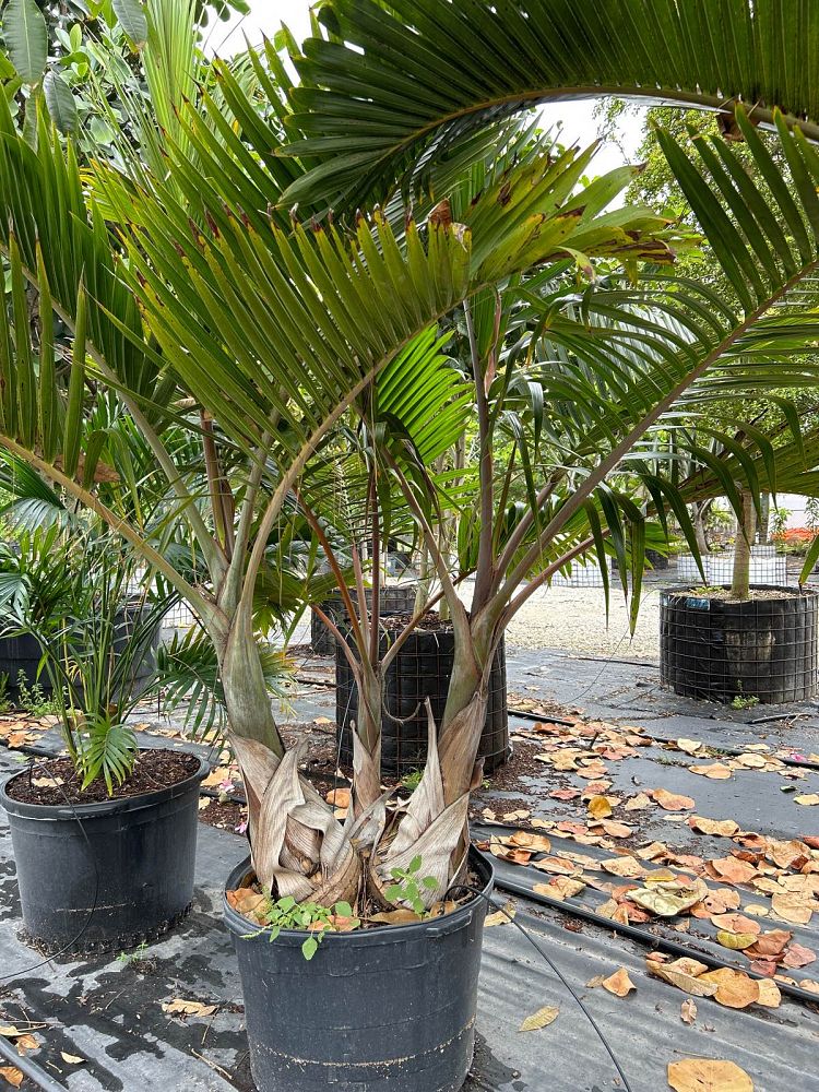 hyophorbe-lagenicaulis-bottle-palm