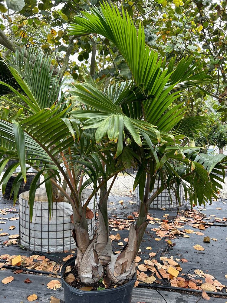 hyophorbe-lagenicaulis-bottle-palm