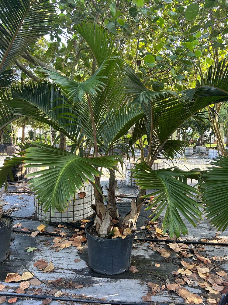 hyophorbe-lagenicaulis-bottle-palm