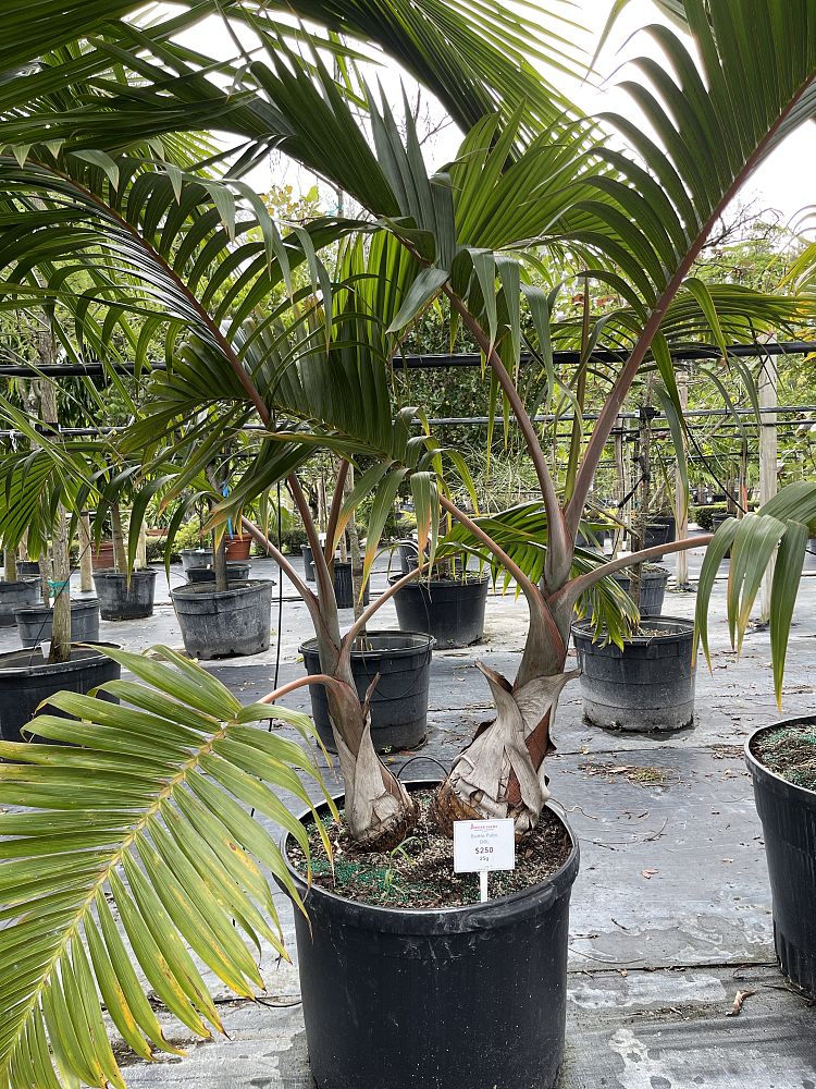 hyophorbe-lagenicaulis-bottle-palm