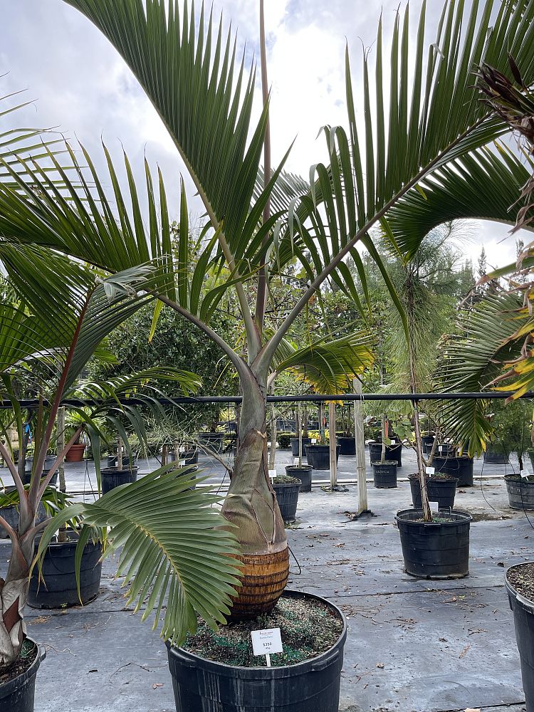 hyophorbe-lagenicaulis-bottle-palm