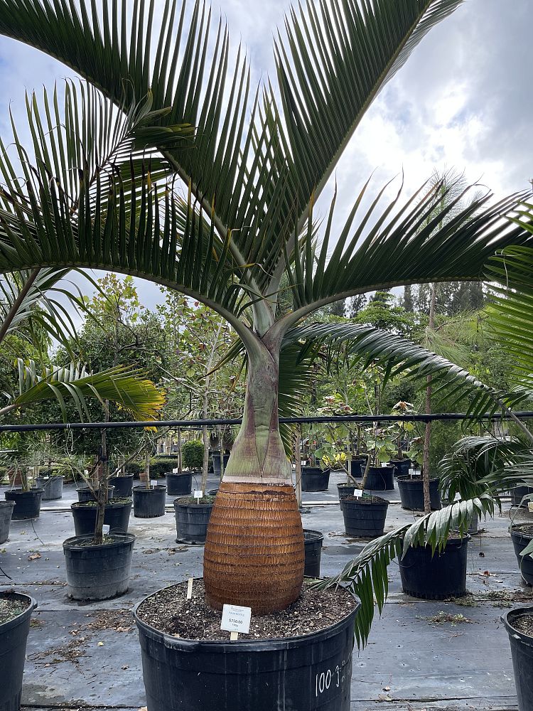 hyophorbe-lagenicaulis-bottle-palm