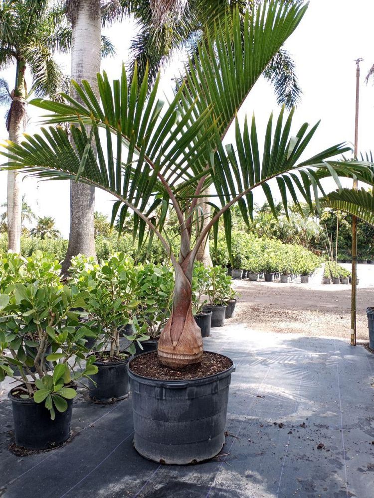 hyophorbe-lagenicaulis-bottle-palm