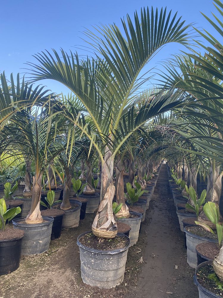 hyophorbe-lagenicaulis-bottle-palm