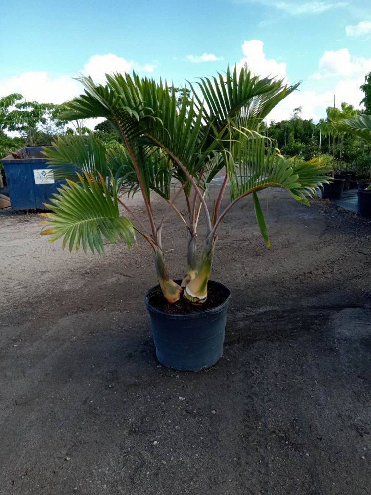 hyophorbe-lagenicaulis-bottle-palm