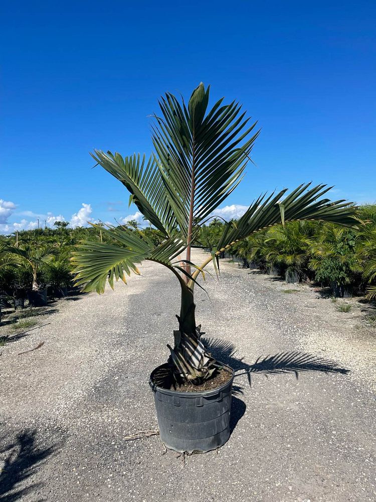 hyophorbe-lagenicaulis-bottle-palm