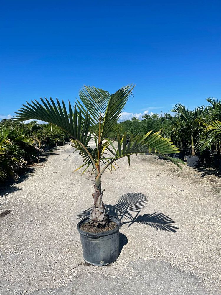 hyophorbe-lagenicaulis-bottle-palm