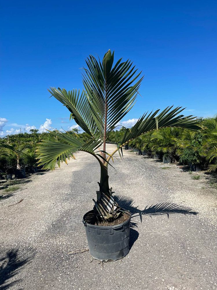hyophorbe-lagenicaulis-bottle-palm