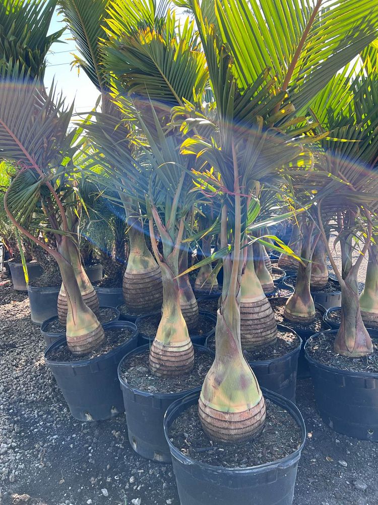 hyophorbe-lagenicaulis-bottle-palm