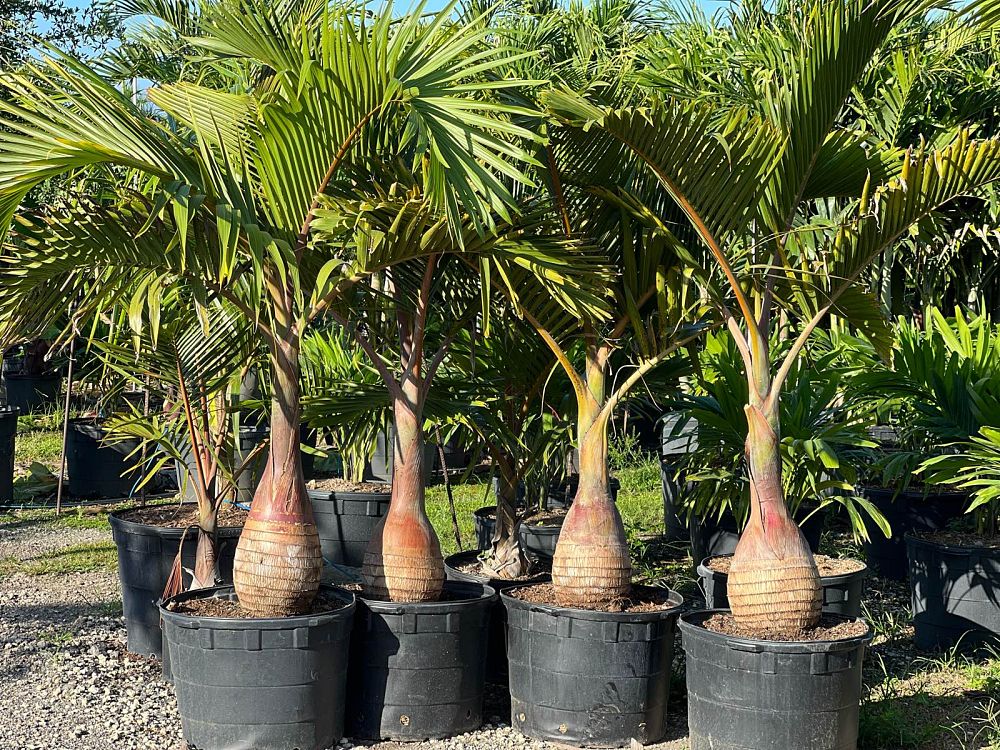 hyophorbe-lagenicaulis-bottle-palm