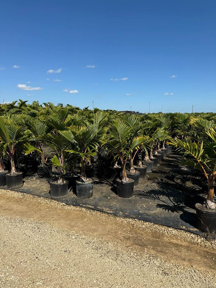 hyophorbe-lagenicaulis-bottle-palm