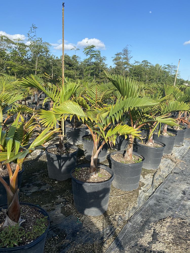 hyophorbe-lagenicaulis-bottle-palm