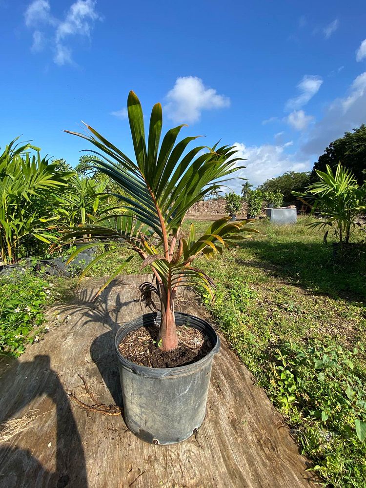 hyophorbe-lagenicaulis-bottle-palm