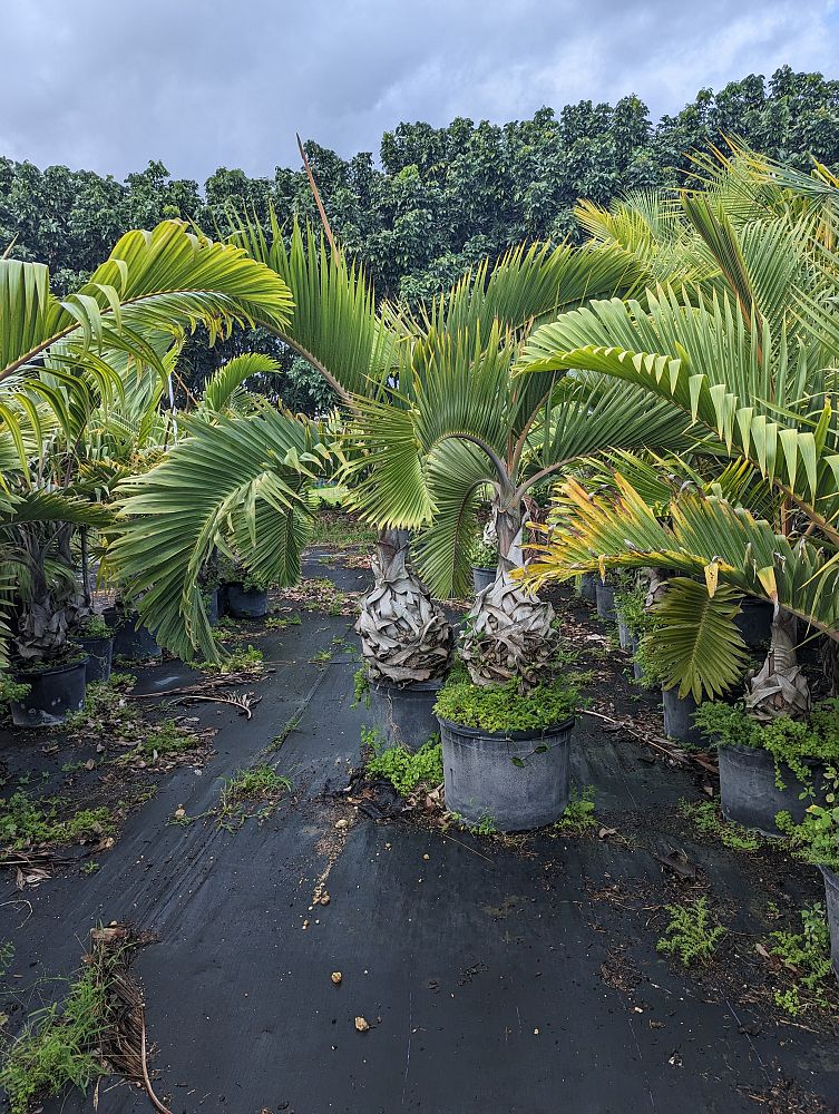 hyophorbe-lagenicaulis-bottle-palm