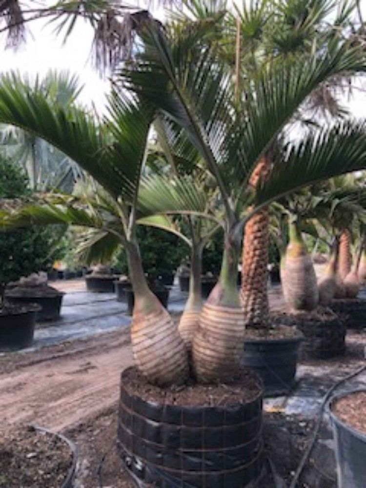 hyophorbe-lagenicaulis-bottle-palm