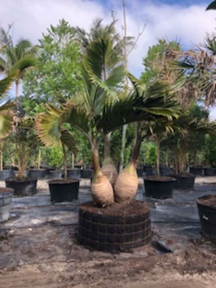 hyophorbe-lagenicaulis-bottle-palm