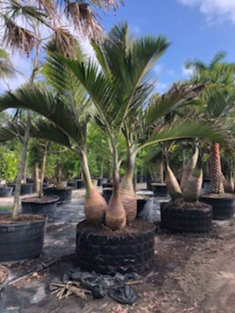hyophorbe-lagenicaulis-bottle-palm