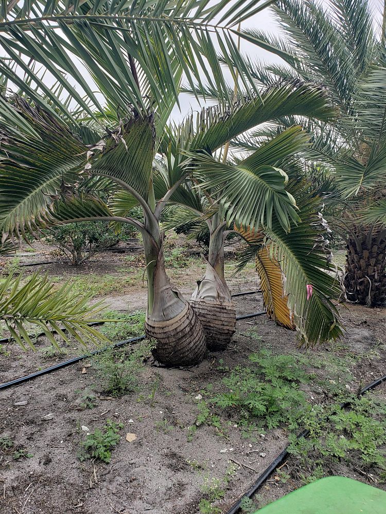 hyophorbe-lagenicaulis-bottle-palm