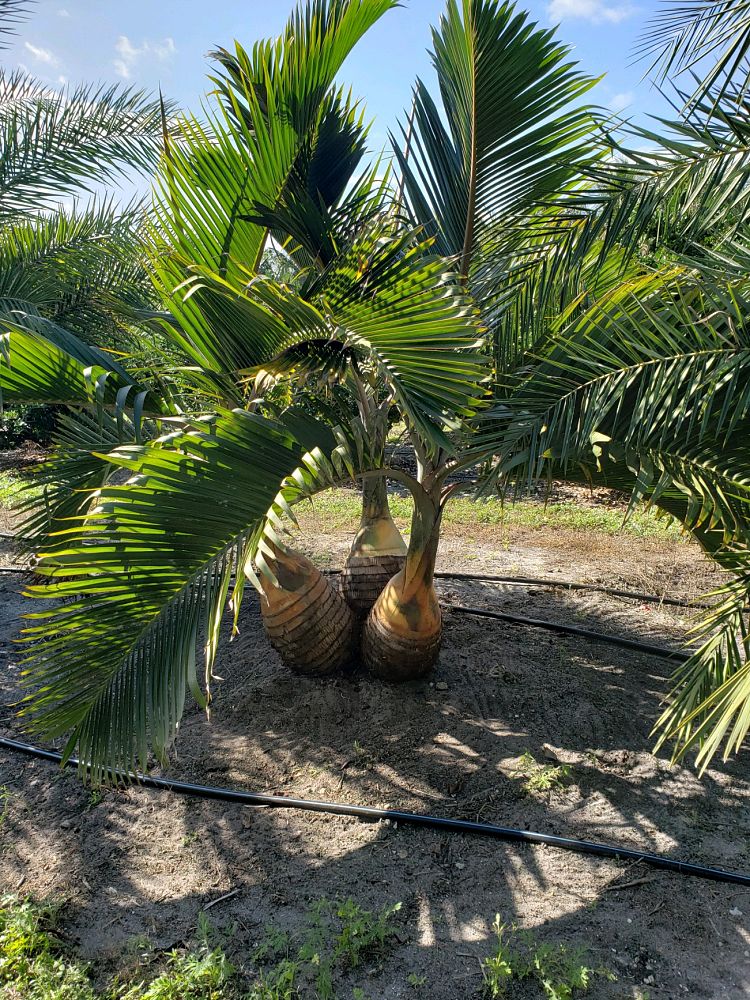 hyophorbe-lagenicaulis-bottle-palm