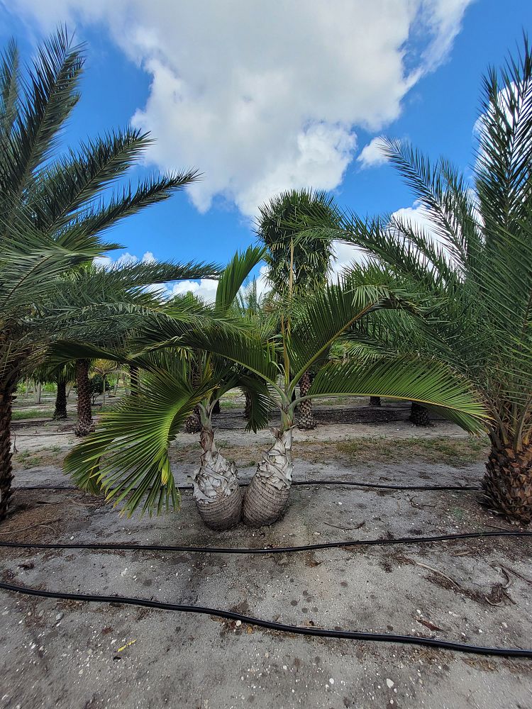 hyophorbe-lagenicaulis-bottle-palm