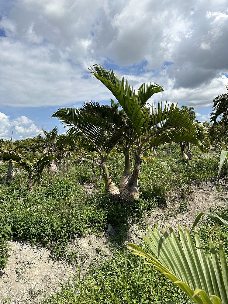 hyophorbe-lagenicaulis-bottle-palm