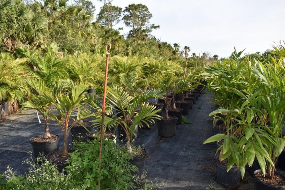 hyophorbe-lagenicaulis-bottle-palm