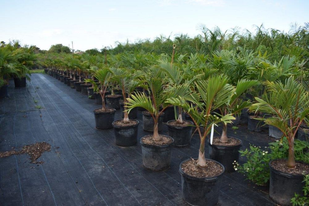 hyophorbe-lagenicaulis-bottle-palm