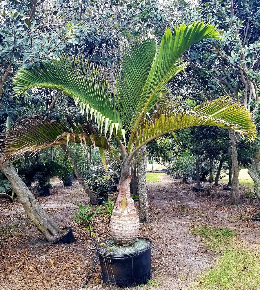 hyophorbe-lagenicaulis-bottle-palm