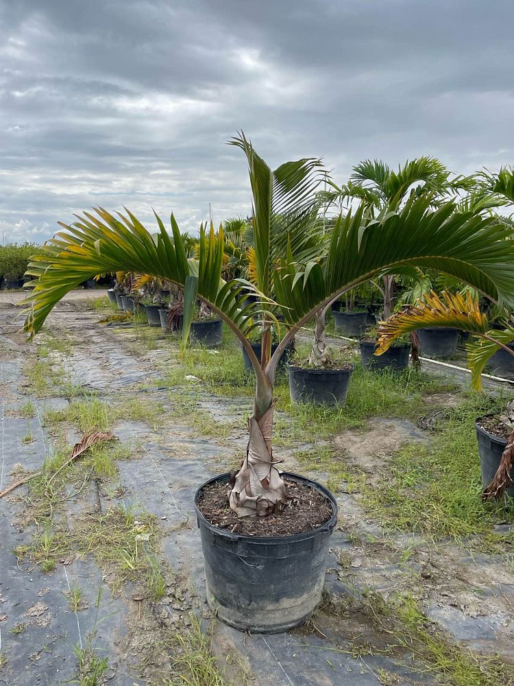 hyophorbe-lagenicaulis-bottle-palm