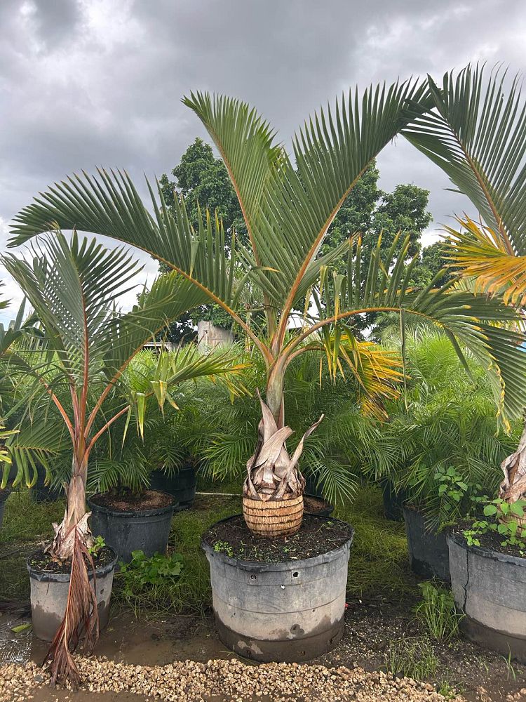 hyophorbe-lagenicaulis-bottle-palm