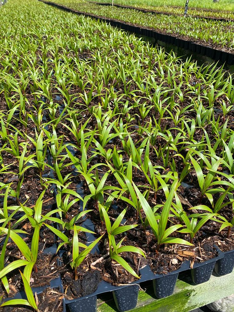 hyophorbe-lagenicaulis-bottle-palm