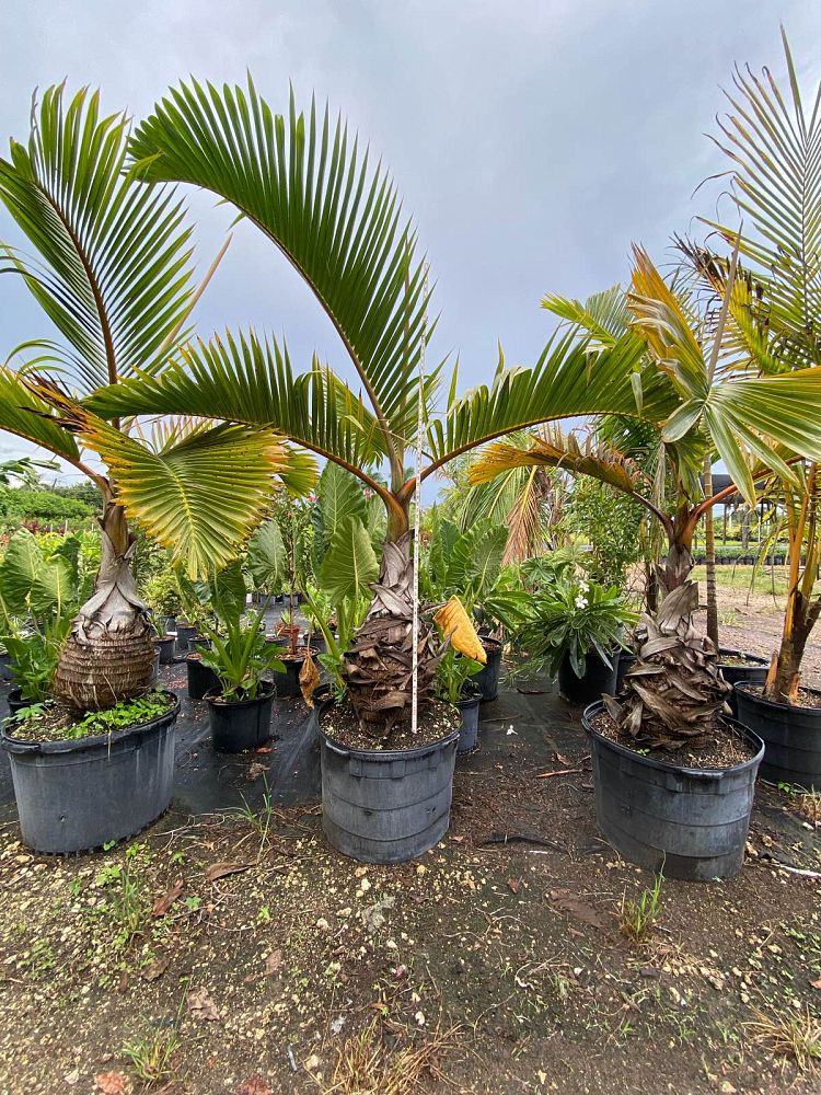 hyophorbe-lagenicaulis-bottle-palm