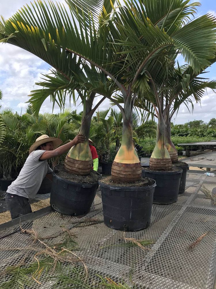 hyophorbe-lagenicaulis-bottle-palm