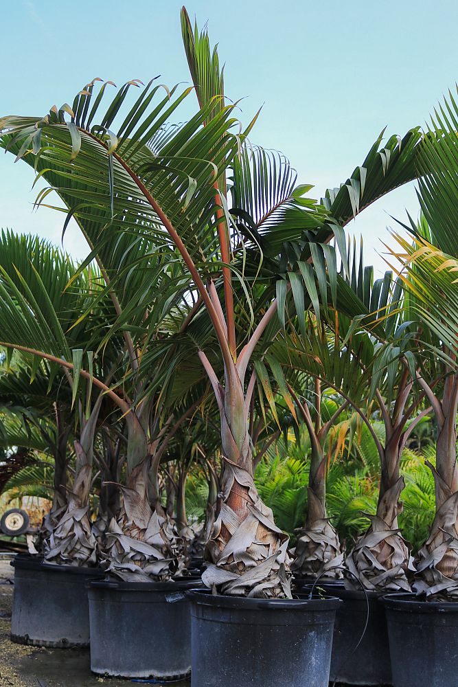 hyophorbe-lagenicaulis-bottle-palm