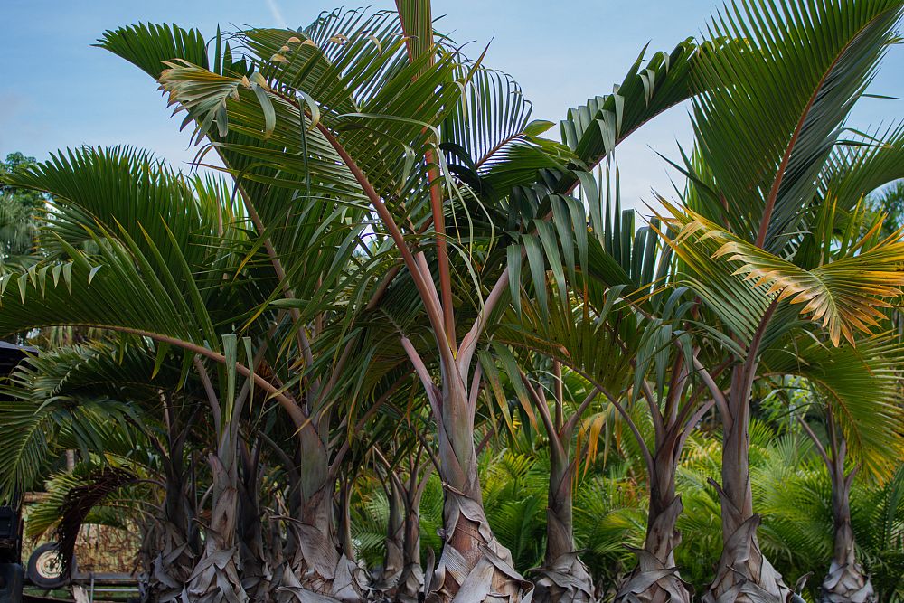 hyophorbe-lagenicaulis-bottle-palm