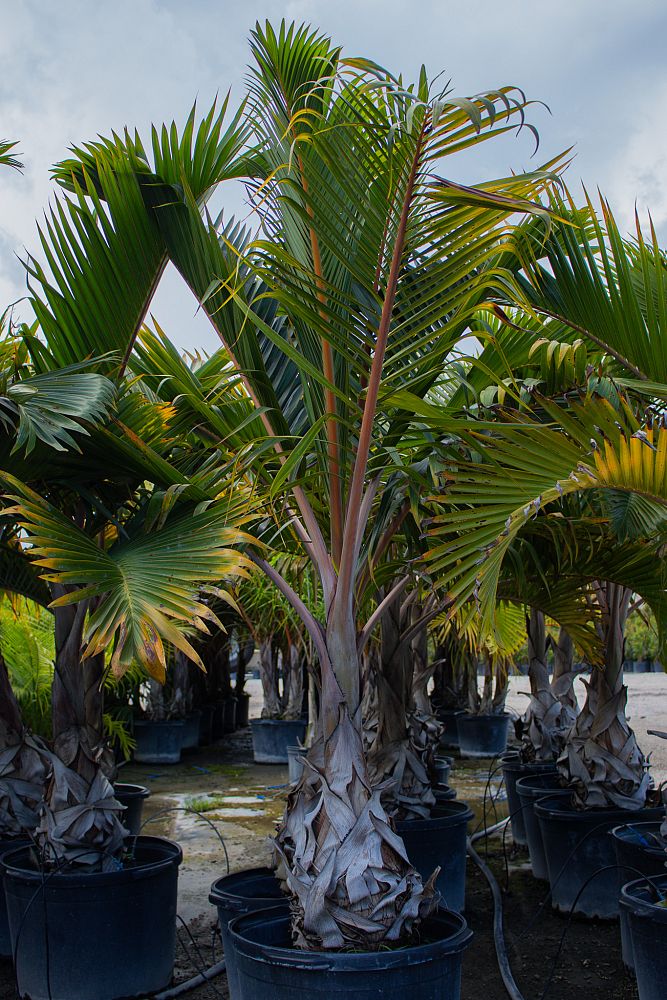 hyophorbe-lagenicaulis-bottle-palm