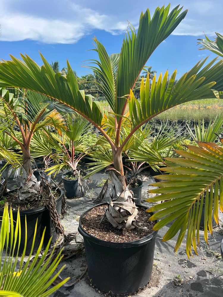 hyophorbe-lagenicaulis-bottle-palm