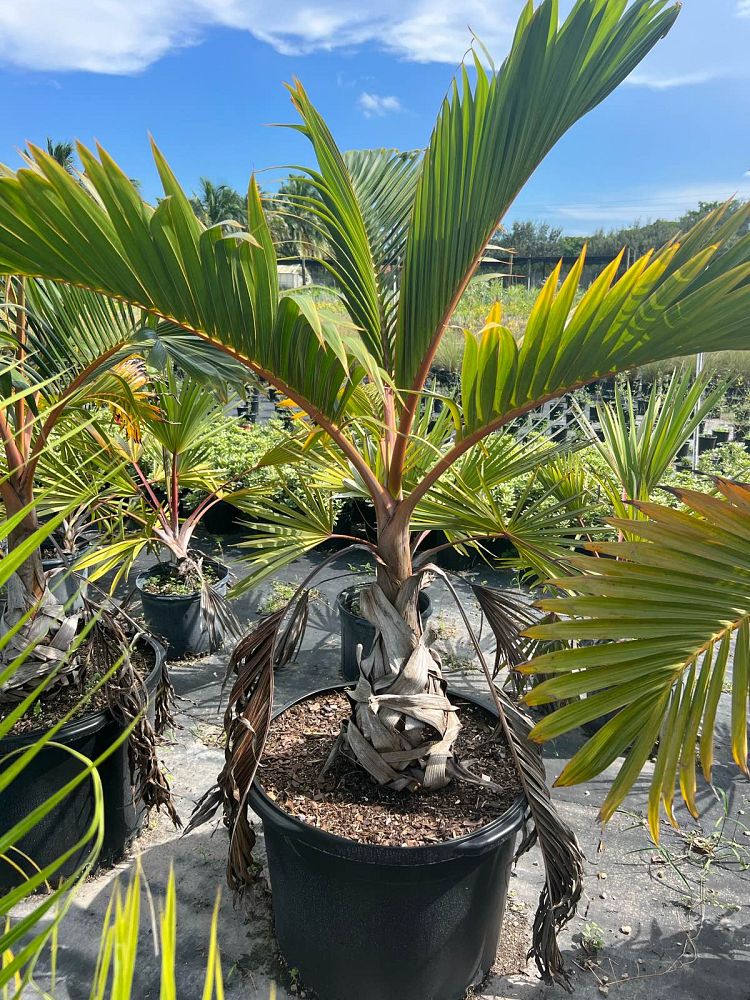 hyophorbe-lagenicaulis-bottle-palm