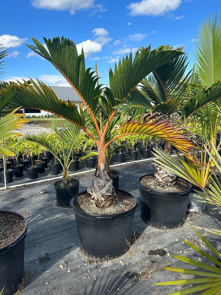 hyophorbe-lagenicaulis-bottle-palm