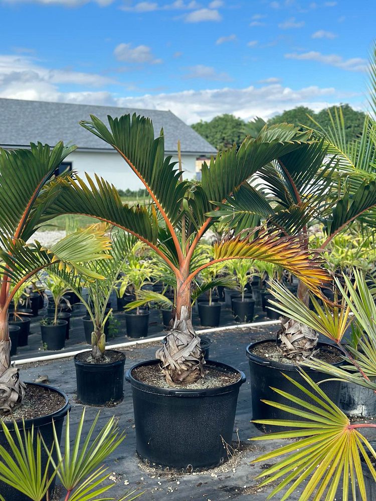 hyophorbe-lagenicaulis-bottle-palm