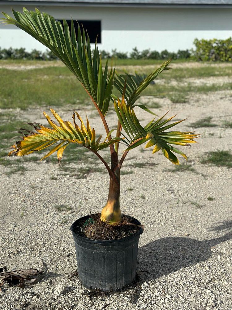 hyophorbe-lagenicaulis-bottle-palm