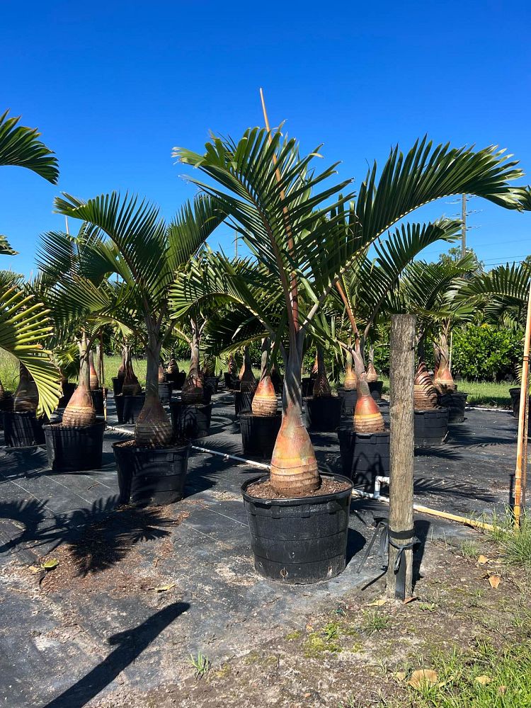 hyophorbe-lagenicaulis-bottle-palm