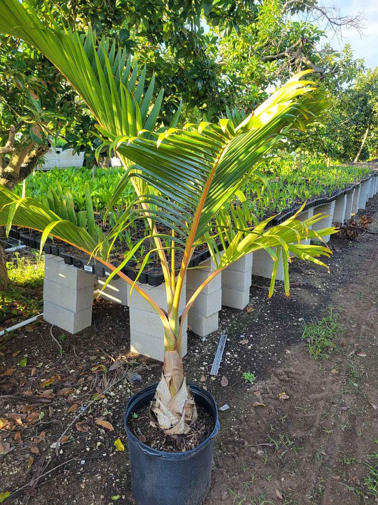 hyophorbe-lagenicaulis-bottle-palm