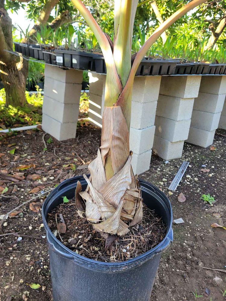 hyophorbe-lagenicaulis-bottle-palm