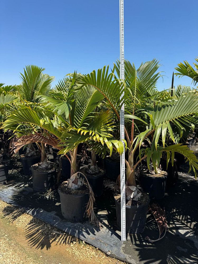 hyophorbe-lagenicaulis-bottle-palm