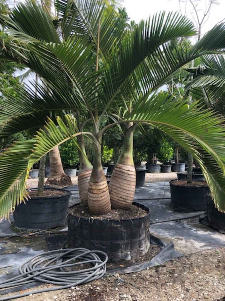 hyophorbe-lagenicaulis-bottle-palm