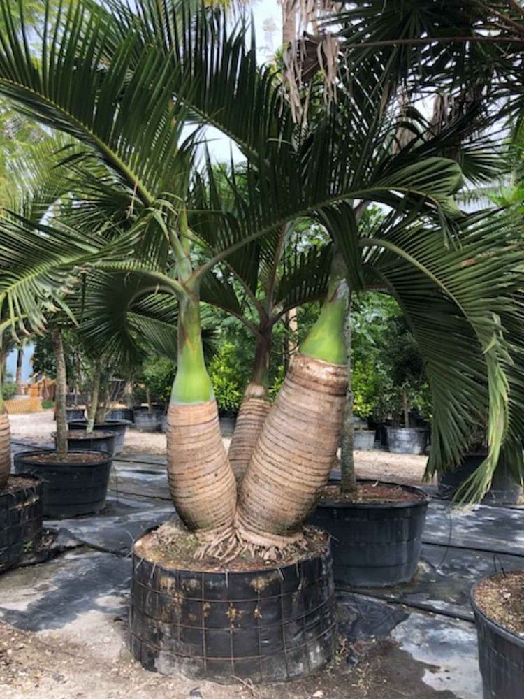 hyophorbe-lagenicaulis-bottle-palm