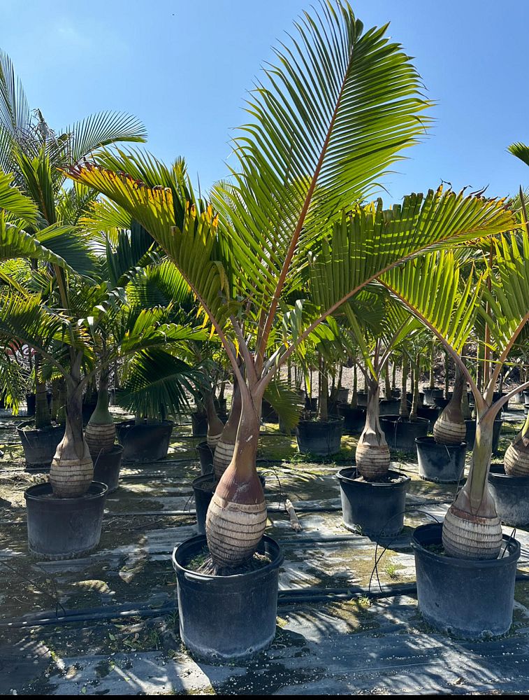 hyophorbe-lagenicaulis-bottle-palm
