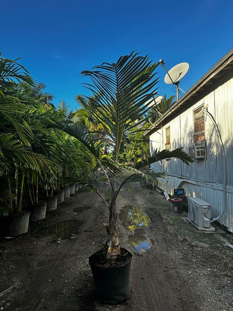 hyophorbe-lagenicaulis-bottle-palm